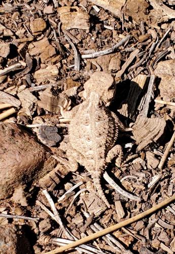 20210826-01-Horned-Lizard