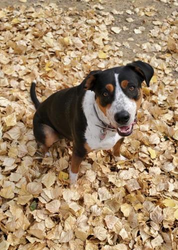 20210928-autumn-in-leaves-Three-Forks-KOA