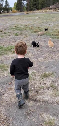 20211020-bunnies-2-bend-sunriver-TT