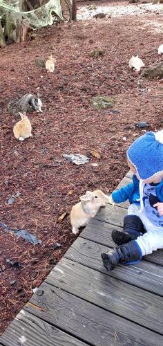 20211022-bunnies-2-bend-sunriver-TT