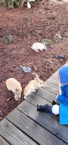 20211022-bunnies-1-bend-sunriver-TT