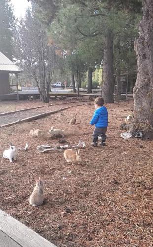 20211027-bunnies-2-bend-sunriver-TT