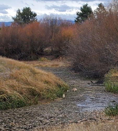 20211102-baby-bunnies-bend-sunriver-TT
