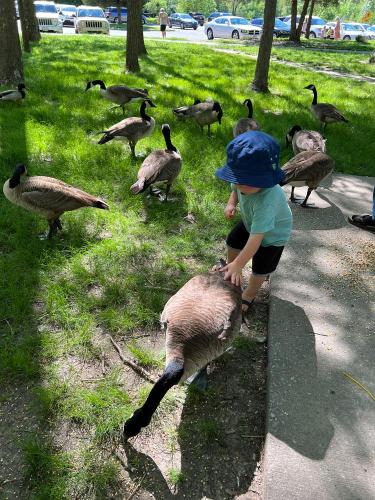 20220516-chasing-geese-Blue-Springs-MO