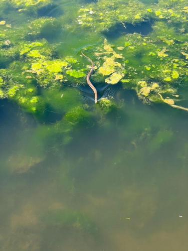 20220516-snake-Blue-Springs-MO