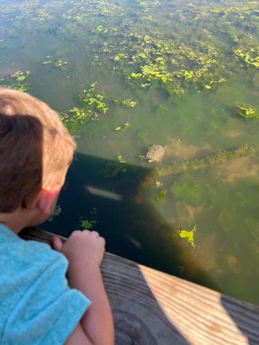 20220516-turtle-Blue-Springs-MO
