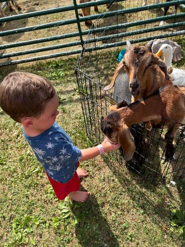 20220702 7920-Petting-Zoo-Metamora-VFD-Firemens-Festival-IN