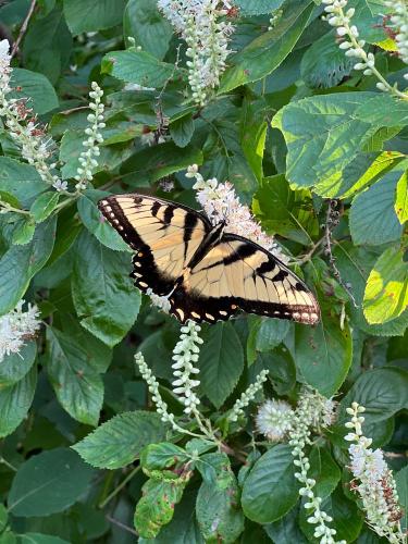 20220802-01-butterfly-annapolis-MD