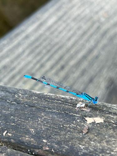 20220802-03-dragonfly-annapolis-MD