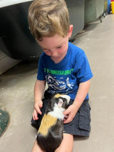 20220802-guinea-pig-annapolis-md