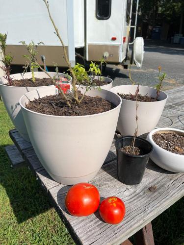 20220804-01-gift-tomatoes-DC-Capitol-KOA-MD