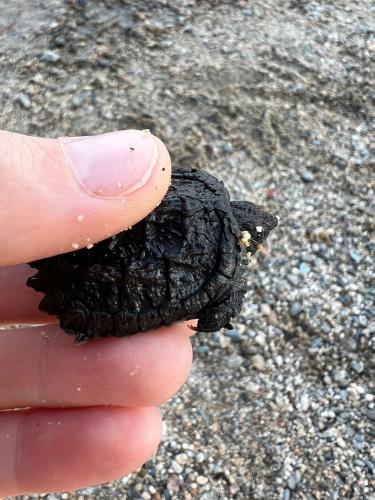 20220907-02-baby-turtle-patten-pond-ME