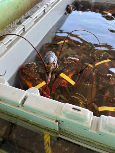 20220910-03-perrys-lobster-shack-me
