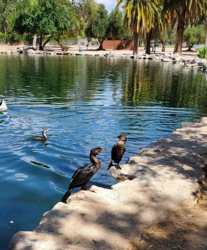Birds-at-Reid-Park-Tucson-KOA