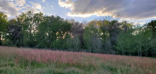 Field-and-trees-Sparacia