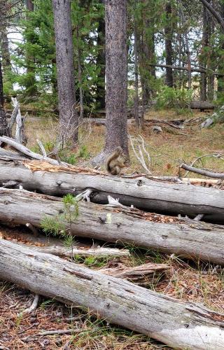 Hidden-Falls-Hike-11-Grand-Teton-NP