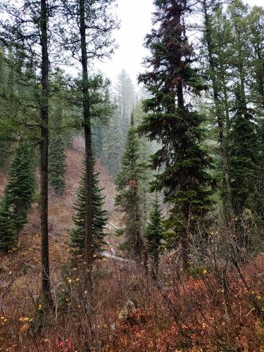 Hidden-Falls-Hike-2-Grand-Teton-NP