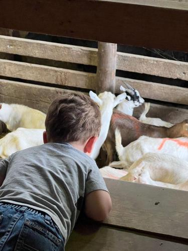 20220524-Keahi-watching-goats-Kalona-Sales-Barn