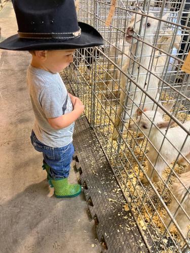 20220524-Keahi-with-baby-goats-Kalona-Sales-Barn