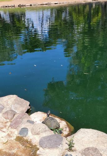 Turtle-at-Reid-Park-Tucson-KOA