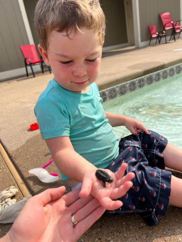 baby-turtle-2-lake-tawakoni
