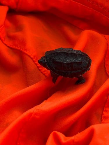 baby-turtle-3-lake-tawakoni