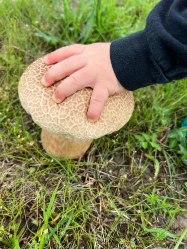 giant-mushroom-lake-tawakoni