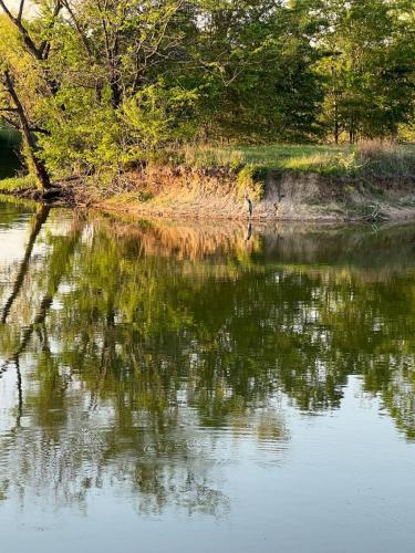 great-blue-herring-lake-tawakoni