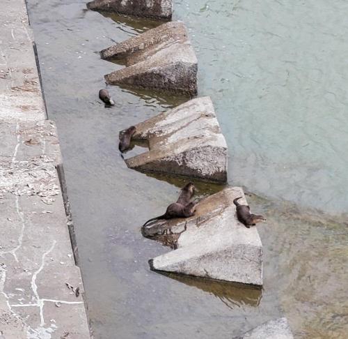 otters-at-the-dam-Grand-Teton-NP